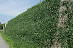 Gräset har nu växt och klär in bullervalen i ett vackert grönt "täcke". Green Terramesh bullervallbesådd med gräs